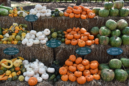 A Variety of Colorful Pumpkins for Halloween