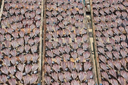 Drying fish on the beach at Nazare fishing village in Portugalの写真素材