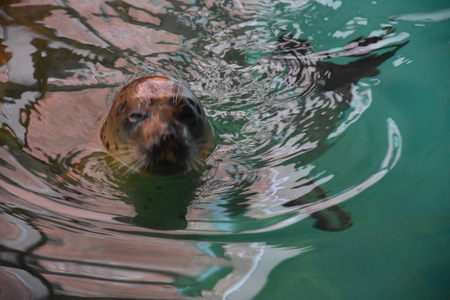 Sea Lionの写真素材