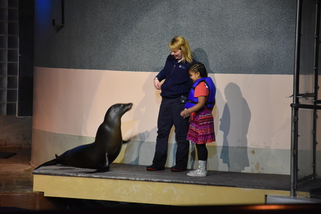 Sea lion show at Mystic Aquarium in Connecticutのeditorial素材