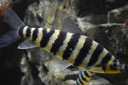 Colorful Fishの写真素材