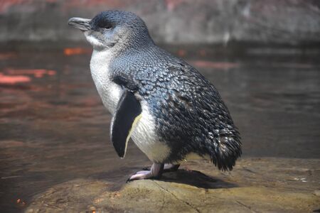 Penguin flapping the wing and ready to jumpの写真素材