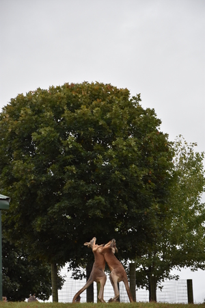 Kangaroo Fightの写真素材