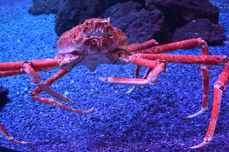 Japanese Spider Crab