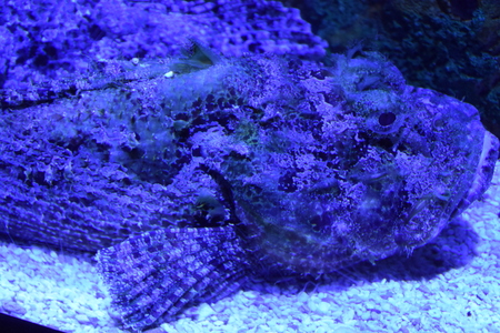 Stonefish