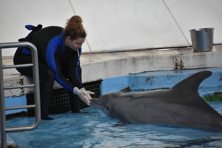 Dolphin show at the National Aquarium in Baltimore, Marylandのeditorial素材