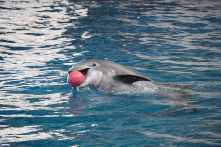 Dolphin show at the National Aquarium in Baltimore, Marylandのeditorial素材