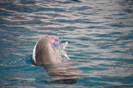 Dolphin show at the National Aquarium in Baltimore, Marylandのeditorial素材
