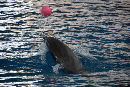 Dolphin show at the National Aquarium in Baltimore, Marylandのeditorial素材