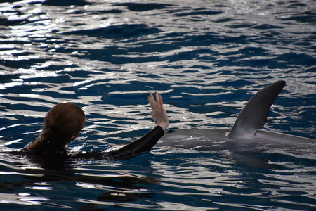 Dolphin show at the National Aquarium in Baltimore, Marylandのeditorial素材