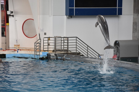 Dolphin show at the National Aquarium in Baltimore, Marylandのeditorial素材