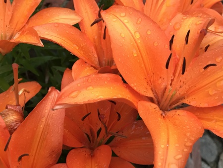 Flowersの写真素材