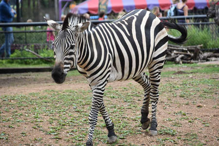 Zebraの写真素材