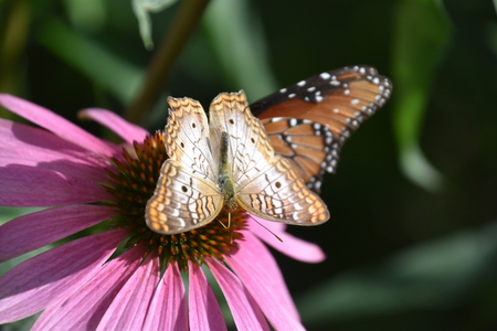 Butterfly on flowerの写真素材