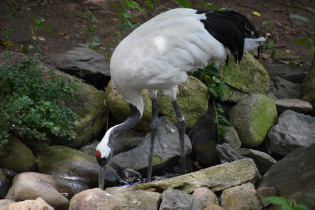 Red-crowned Craneの写真素材