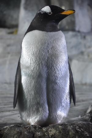 Penguinの写真素材