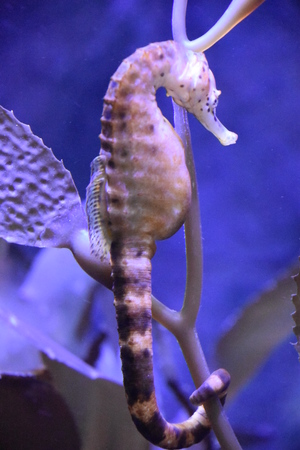 Seahorseの写真素材