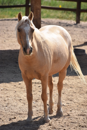 Horses on a Farmの写真素材