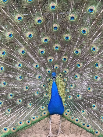 Peacockの写真素材