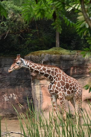 Giraffeの写真素材
