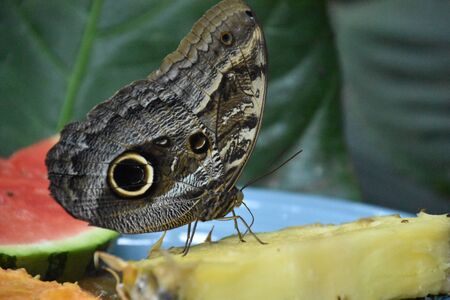 Butterflyの写真素材