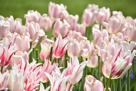 Tulips