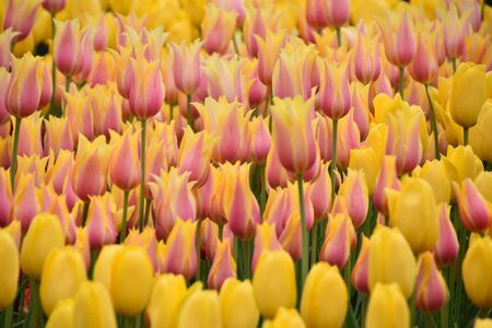 Tulipsの写真素材