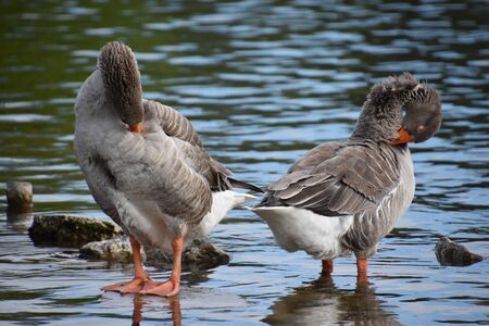 Duck in a Pondの写真素材