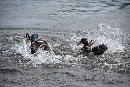 Duck in a Pondの写真素材