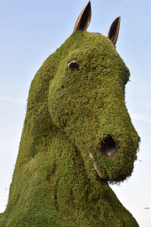 Dubai Miracle Garden in the UAEの写真素材