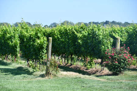 Saltwater Farm Vineyard in Stonington, Connecticutの写真素材