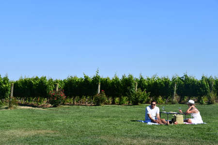 Saltwater Farm Vineyard in Stonington, Connecticutの写真素材