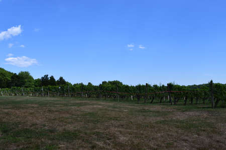 Stonington Vineyards in Stonington, Connecticutの写真素材