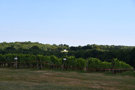 Stonington Vineyards in Stonington, Connecticutの写真素材