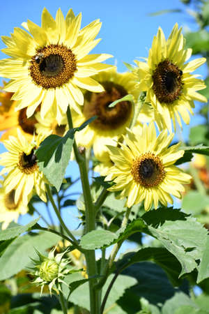 Sunflowersの写真素材