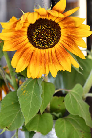 Sunflowersの写真素材