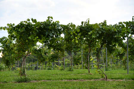 Hawk Ridge Winery in Watertown, Connecticutの写真素材