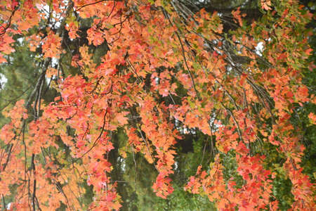 Fall Colors in New Canaan, Connecticutの写真素材