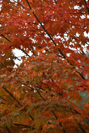 Fall Colors in New Canaan, Connecticutの写真素材