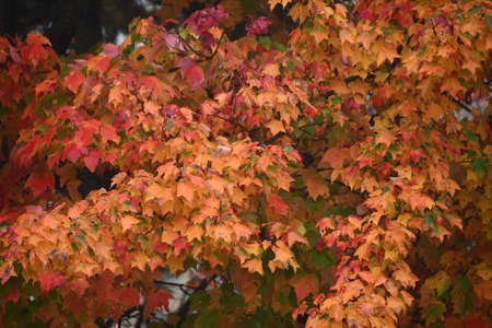 Fall Colors in New Canaan, Connecticutの写真素材