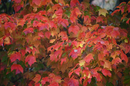 Fall Colors in New Canaan, Connecticutの写真素材