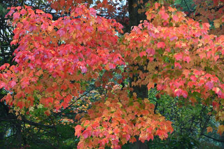 Fall Colors in New Canaan, Connecticutの写真素材
