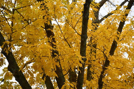 Fall Colors in New Canaan, Connecticut