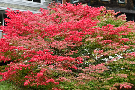Fall Colors in New Canaan, Connecticutの写真素材