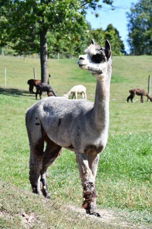 Alpacas on a Farmの写真素材