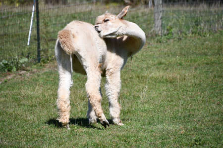 Alpacas on a Farmの写真素材