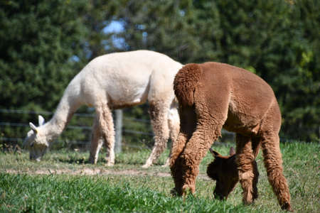 Alpacas on a Farmの写真素材