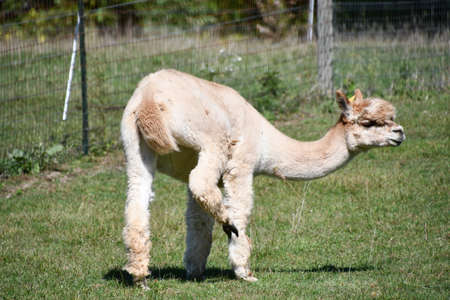 Alpacas on a Farmの写真素材
