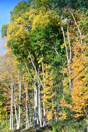 Fall Colors in Connecticuの写真素材