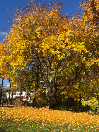 Fall Colors in Connecticut, New England, USAの写真素材